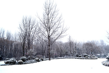 雪景