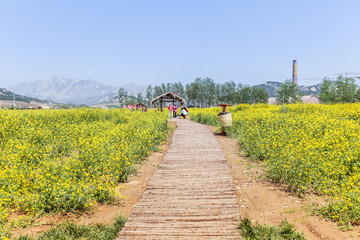 油菜花海