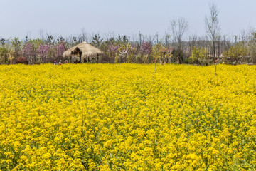 油菜花田