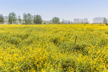 油菜花