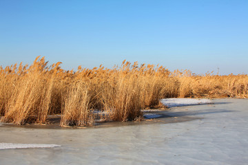 芦苇湿地冬天