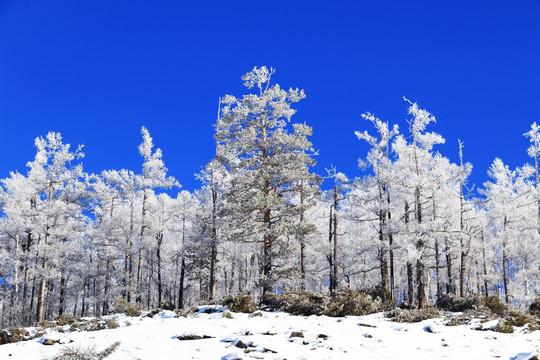 林海雪原雪林雾凇