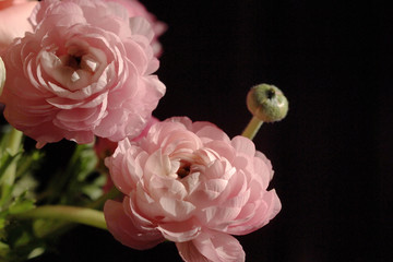 粉色花毛茛
