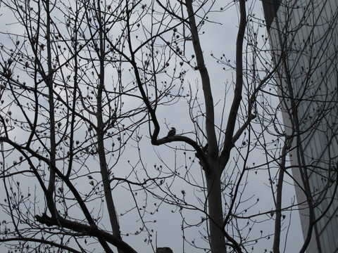 树枝和鸟