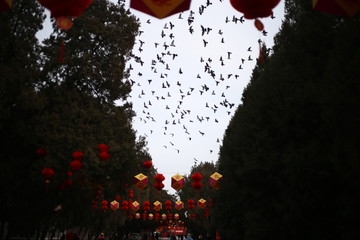 北京地坛公园鸽子群