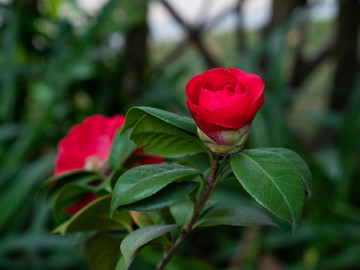 茶花素材