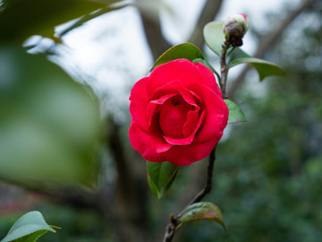 茶花素材