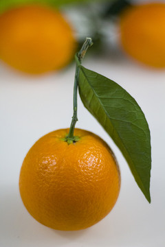 新会橙
