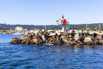 加州蒙特利尔海湾里的海豹