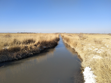 冬季的湿地