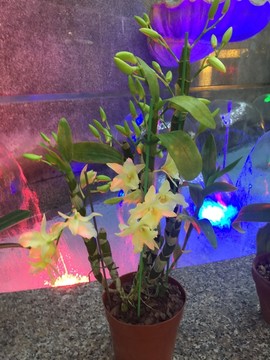 兰花