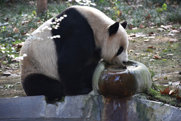 喝水的大熊猫
