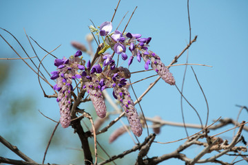 紫藤迎春