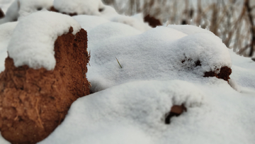 雪