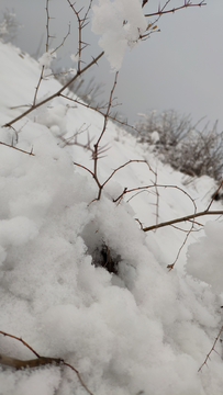 雪