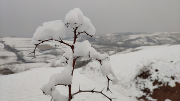 雪