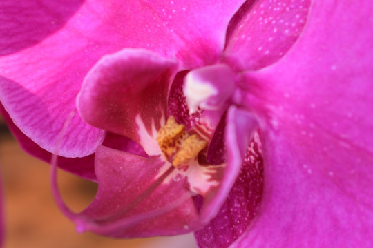 花芯