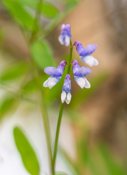 花朵花卉