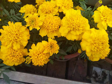 花