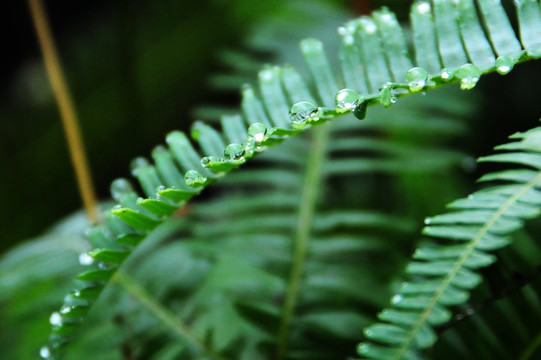 雨滴