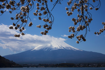 富士山樱花