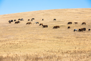 秋季草原上吃草的马群
