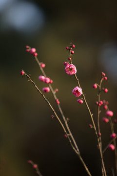 梅花