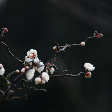 梅花