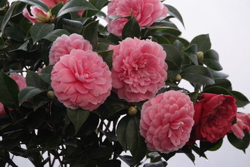 茶花