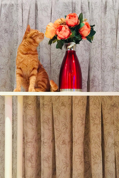 小猫和花