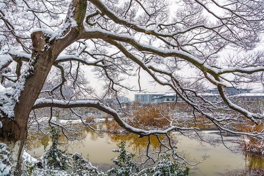 冬季雪景大树背景素材