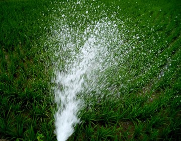 稻田灌溉
