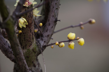 梅花