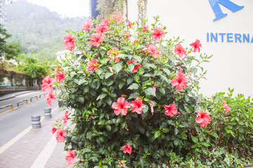 朱槿花
