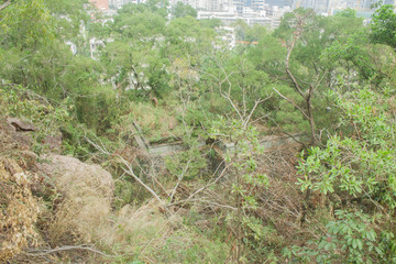 公园树木山顶