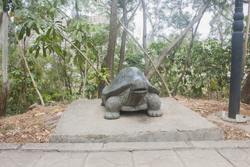 石龟海龟