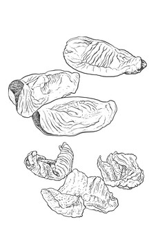 手绘炒鸡内金