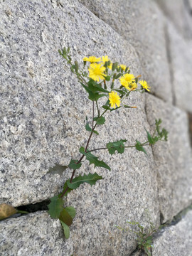 城墙上的野花