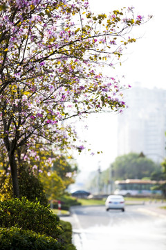 唯美的紫荆花背景交通场景图片