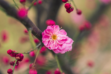 梅花图片