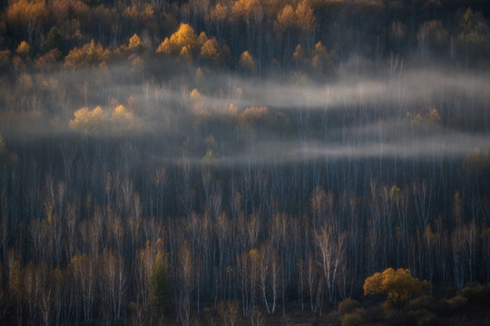 雾气中金黄色的白桦林