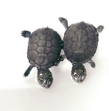 两只乌龟