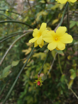 迎春花