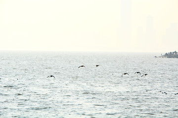 大海海鸥