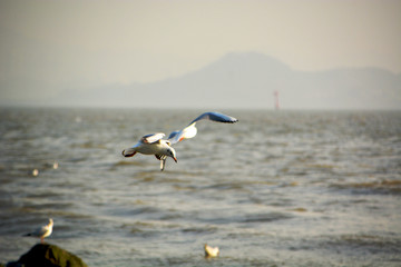 海鸥飞翔