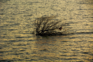 海面黄昏树木