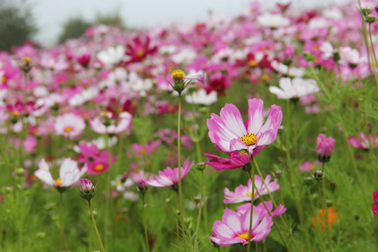 田园春花烂漫