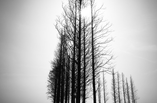 黑白水杉林
