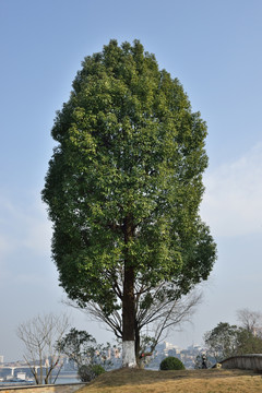 一棵树