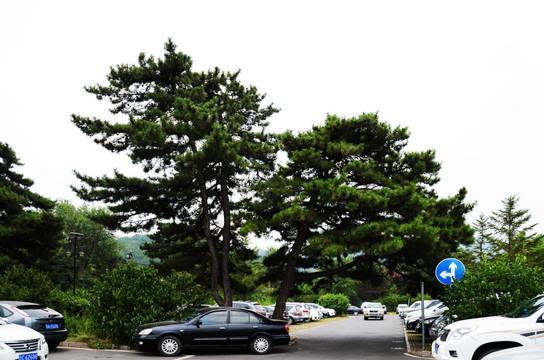 千山风景区正门停车场松树